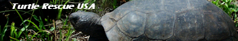 Turtle Rescue USA 