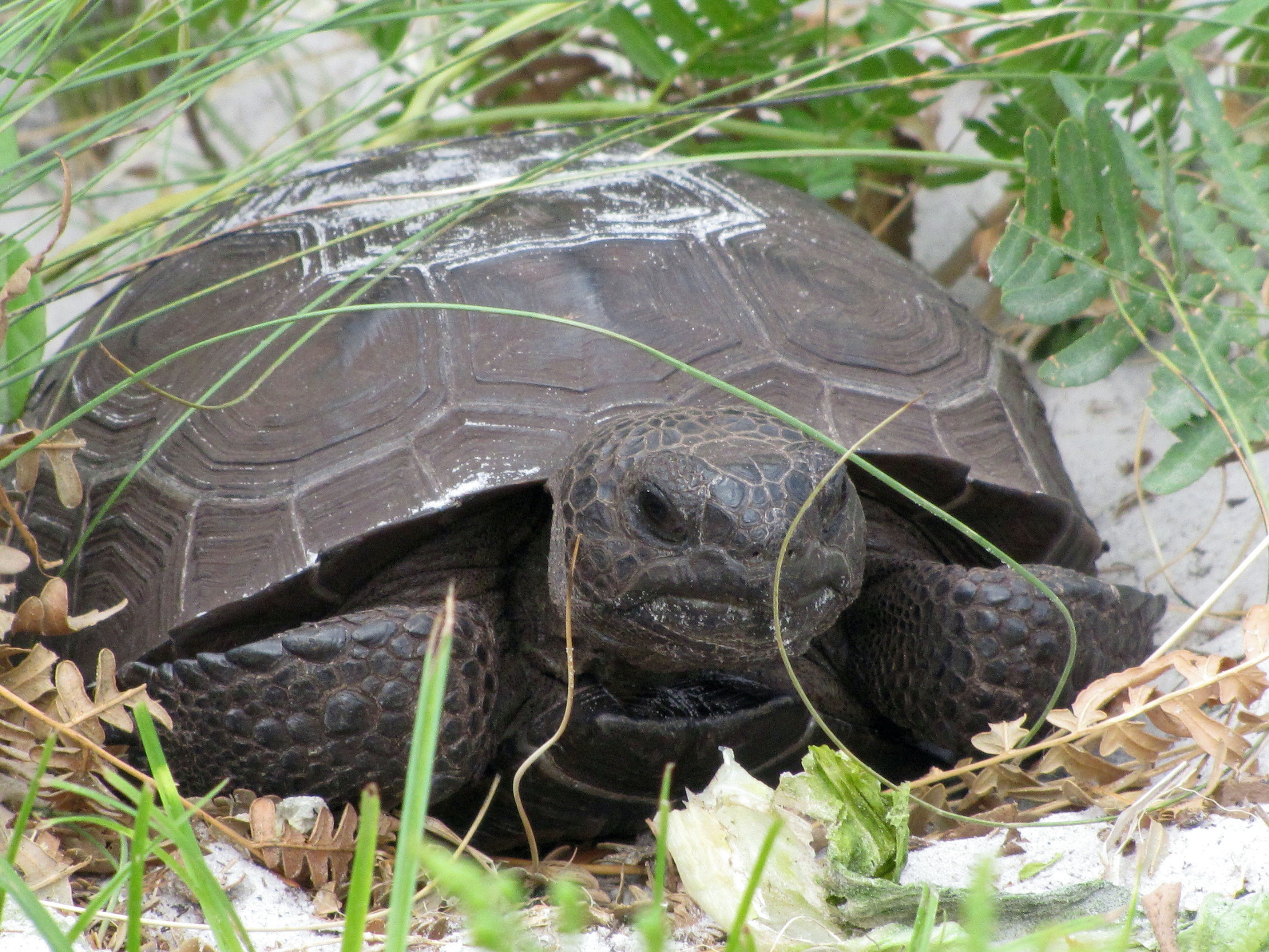 tortoise