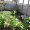 crippled gopher rescue pen