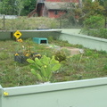 rescued gopher pens